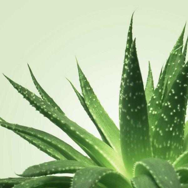 Mixgliss Gel de massage - NU Aloe Vera - 1000 ml – Image 3